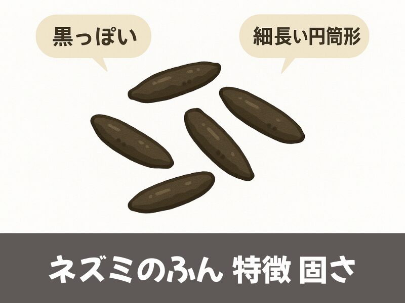 ネズミのふん特徴・固さ
