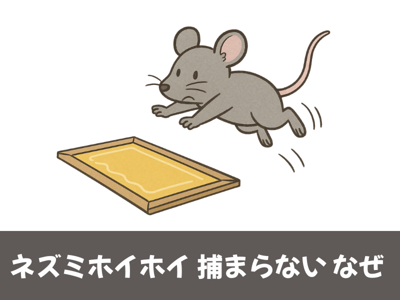 ネズミホイホイ捕まらない