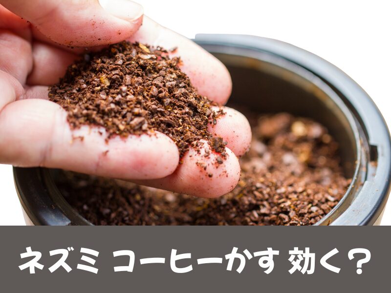 ネズミコーヒーかすは効果ある