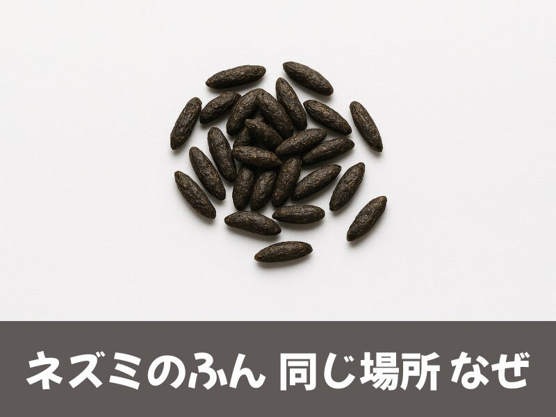 ネズミのふんが同じ場所