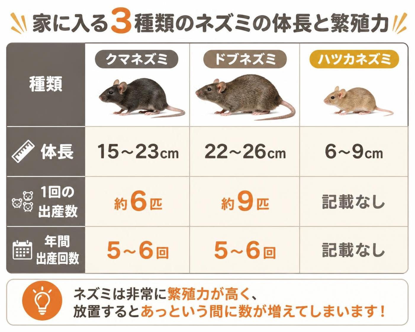 【比較表作成】家に入る3種類のネズミの体長と繁殖力。クマネズミ: 体長=15〜23cm, 1回の出産数=約6匹, 年間出産回数=5〜6回 / ドブネズミ: 体長=22〜26cm, 1回の出産数=約9匹, 年間出産回数=5〜6回 / ハツカネズミ: 体長=6〜9cm, 1回の出産数=記載なし, 年間出産回数=記載なし