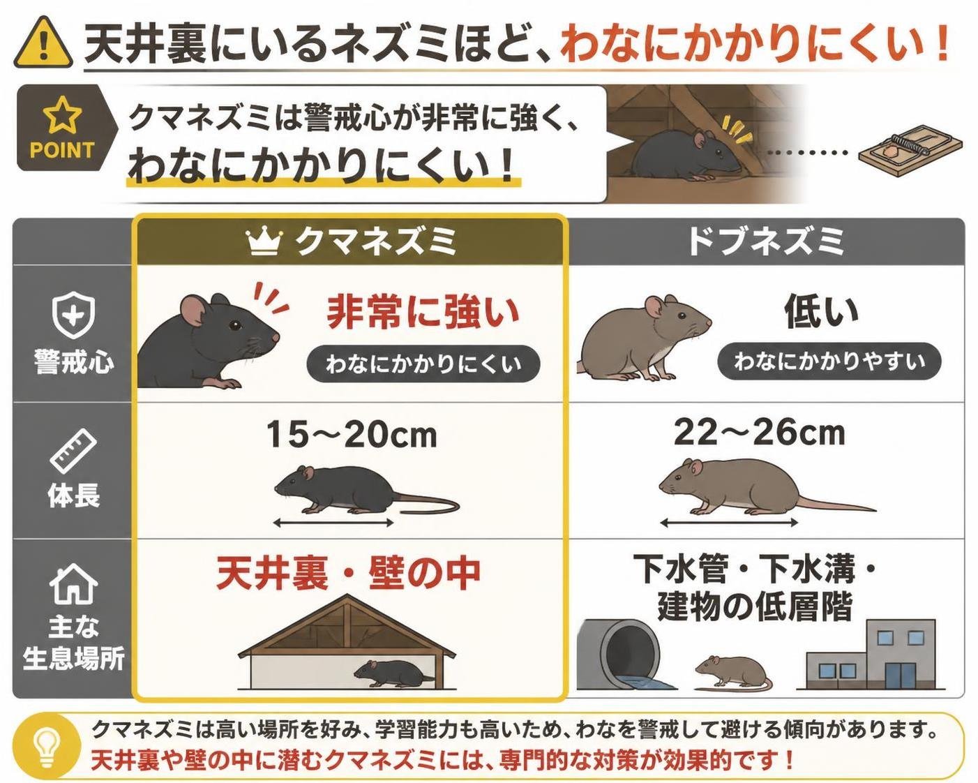 【比較表作成】天井裏にいるネズミほど、わなにかかりにくい。クマネズミ: 警戒心=非常に強い(わなにかかりにくい), 体長=15〜20cm, 主な生息場所=天井裏・壁の中 / ドブネズミ: 警戒心=低い(わなにかかりやすい), 体長=22〜26cm, 主な生息場所=下水管・下水溝・建物の低層階。クマネズミを強調