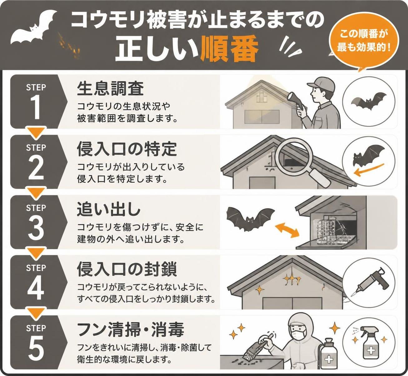 【ステップ作成】コウモリ被害が止まるまでの正しい順番:生息調査→侵入口の特定→追い出し→侵入口の封鎖→フン清掃・消毒