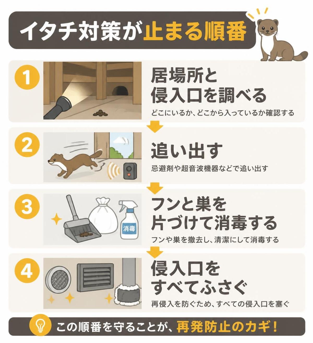 【ステップ作成】イタチ対策が止まる順番:居場所と侵入口を調べる→追い出す→フンと巣を片づけて消毒する→侵入口をすべてふさぐ