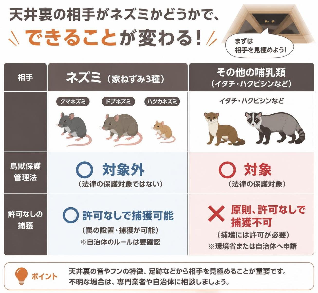 【比較表作成】天井裏の相手がネズミかどうかで、できることが変わる。家ねずみ3種(クマネズミ・ドブネズミ・ハツカネズミ): 鳥獣保護管理法=対象外, 許可なしの捕獲=可 / その他の哺乳類(イタチ・ハクビシンなど): 鳥獣保護管理法=対象, 許可なしの捕獲=原則不可(許可が必要)