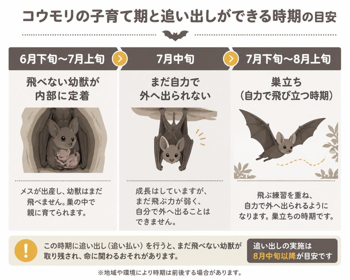 【タイムライン作成】コウモリの子育て期と追い出しができる時期の目安。6月下旬〜7月上旬:飛べない幼獣が内部に定着 / 7月中旬:まだ自力で外へ出られない / 7月下旬〜8月上旬:巣立ち