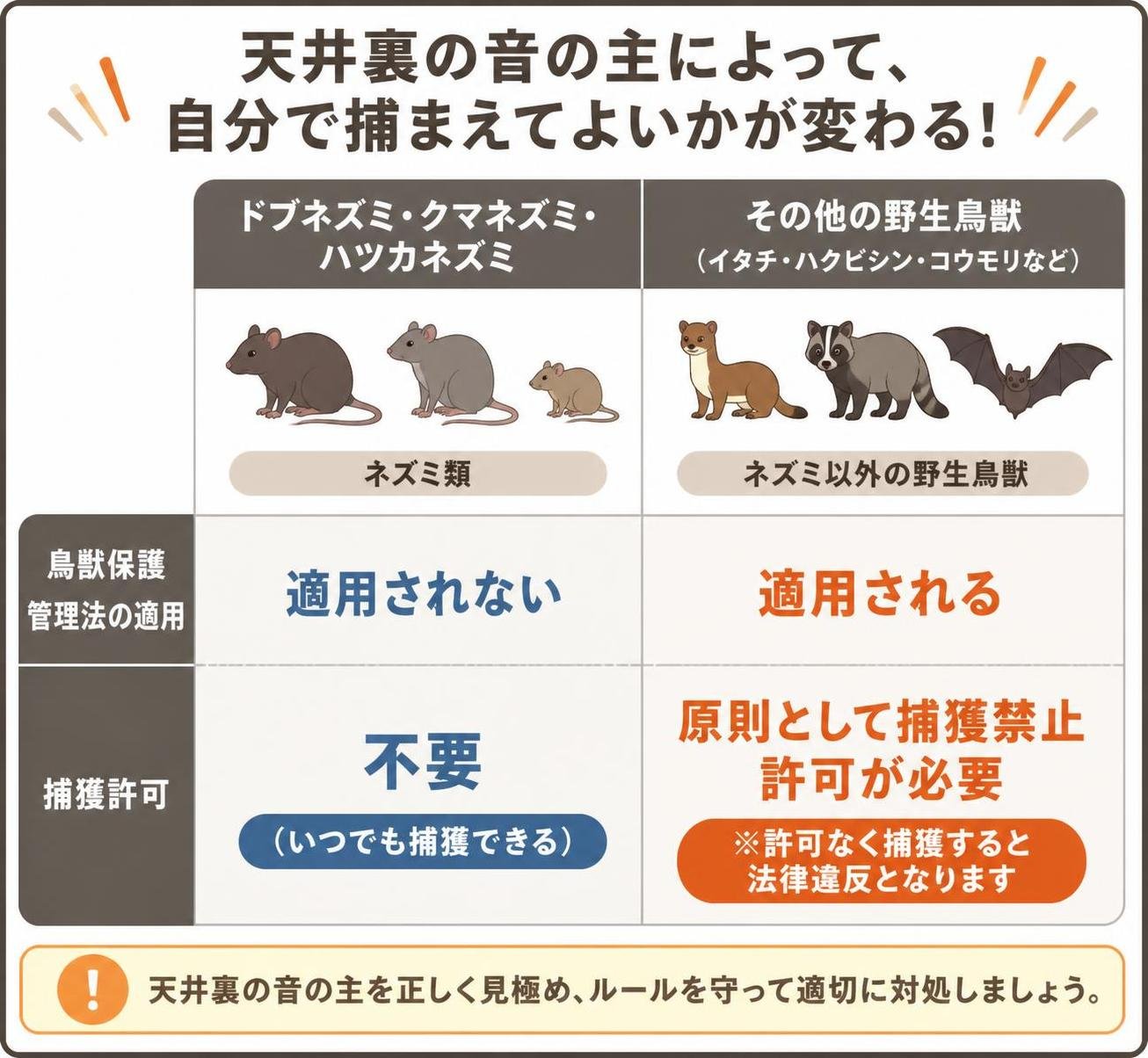 【比較表作成】天井裏の音の主によって、自分で捕まえてよいかが変わる。ドブネズミ・クマネズミ・ハツカネズミ: 鳥獣保護管理法の適用=適用されない, 捕獲許可=不要(いつでも捕獲できる) / その他の野生鳥獣(イタチ・ハクビシン・コウモリなど): 鳥獣保護管理法の適用=適用される, 捕獲許可=原則として捕獲禁止・許可が必要