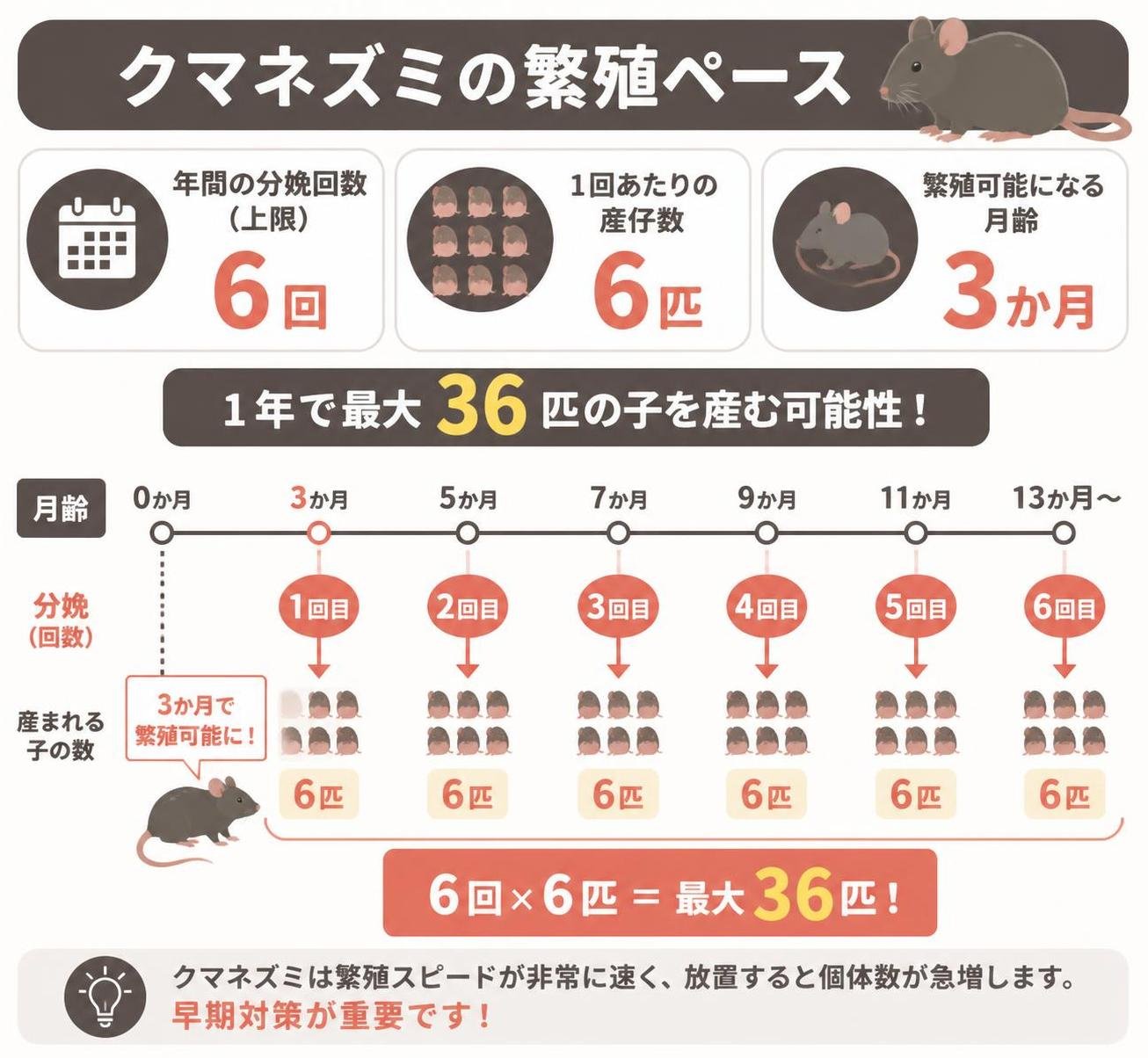 【横棒比較作成】クマネズミの繁殖ペース。年間の分娩回数(上限):6回 / 1回あたりの産仔数:6匹 / 繁殖可能になる月齢:3か月