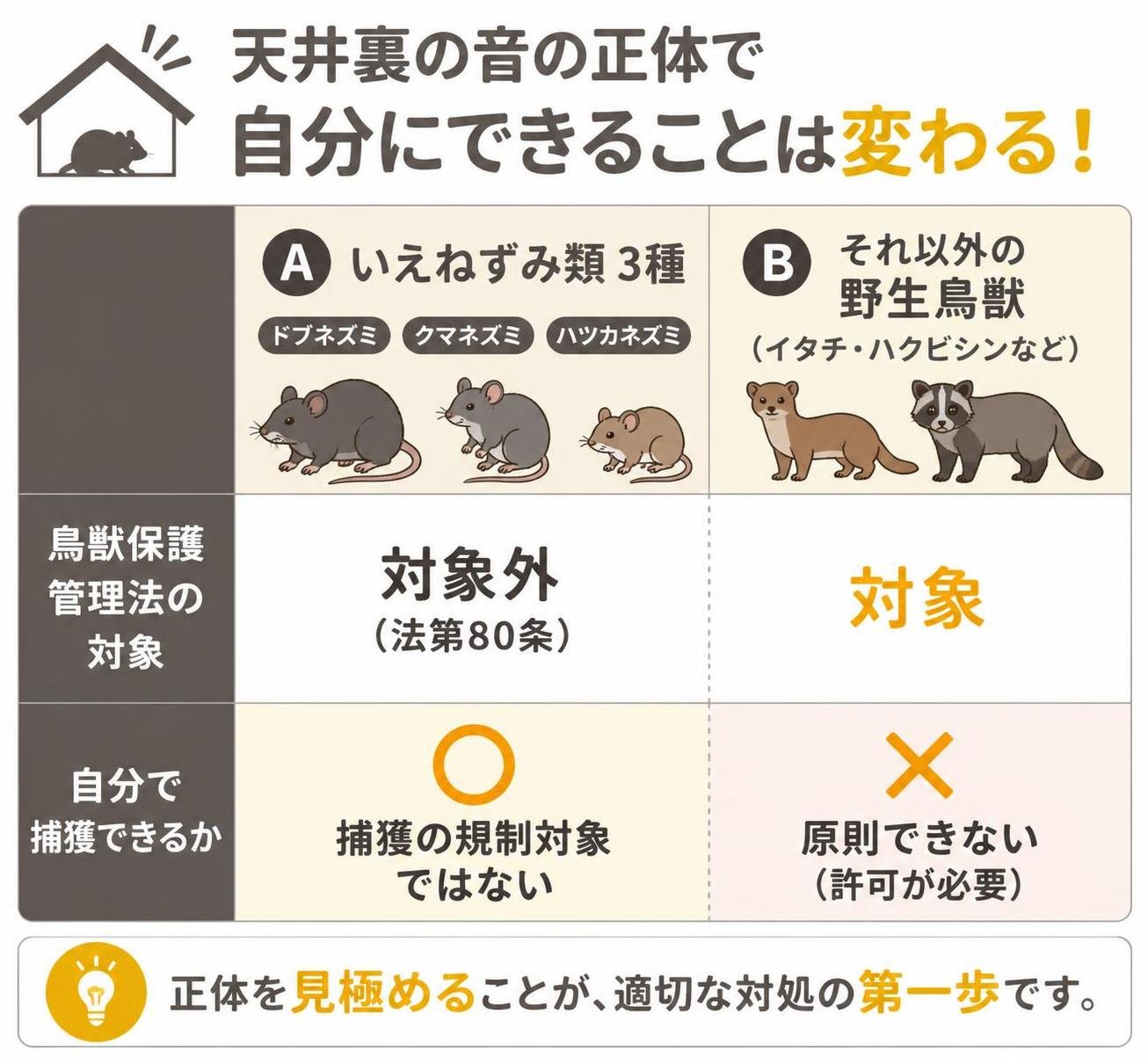 【比較表作成】天井裏の音の正体で自分にできることは変わる。行A いえねずみ類3種: 鳥獣保護管理法の対象=対象外(法第80条), 自分で捕獲できるか=捕獲の規制対象ではない / 行B それ以外の野生鳥獣(イタチ・ハクビシンなど): 鳥獣保護管理法の対象=対象, 自分で捕獲できるか=原則できない(許可が必要)
