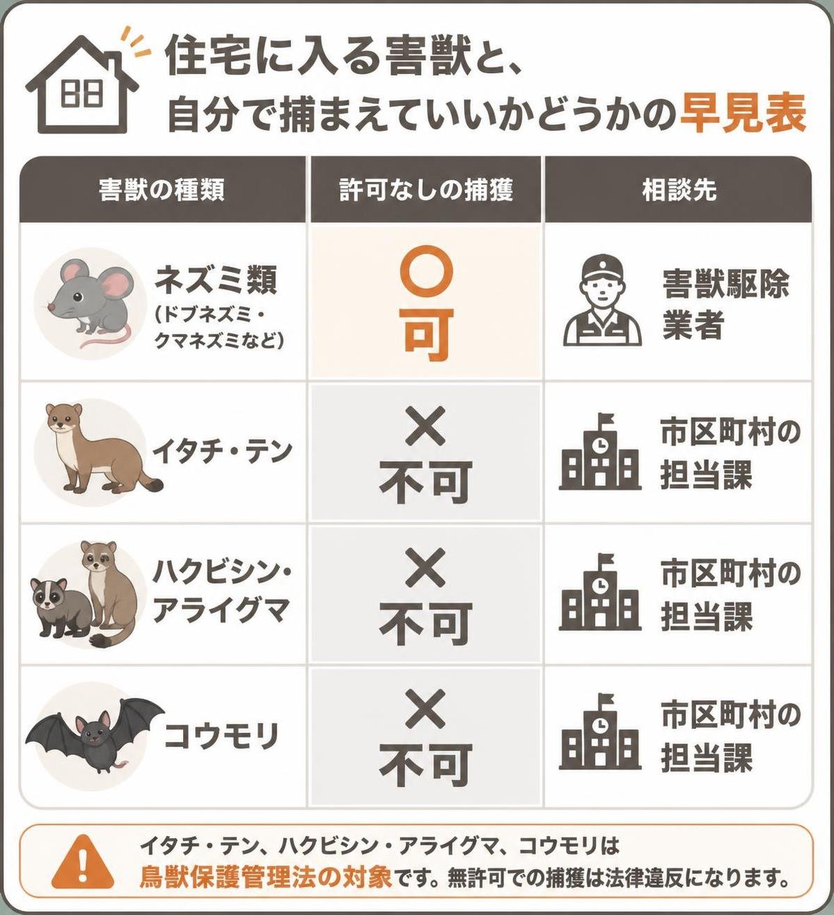 【比較表作成】住宅に入る害獣と、自分で捕まえていいかどうかの早見表。ネズミ類: 許可なしの捕獲=可, 相談先=害獣駆除業者 / イタチ・テン: 許可なしの捕獲=不可, 相談先=市区町村の担当課 / ハクビシン・アライグマ: 許可なしの捕獲=不可, 相談先=市区町村の担当課 / コウモリ: 許可なしの捕獲=不可, 相談先=市区町村の担当課
