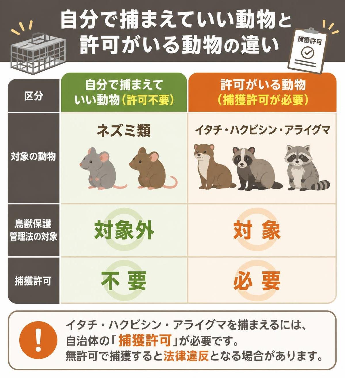 【比較表作成】自分で捕まえていい動物と許可がいる動物。ネズミ類: 鳥獣保護管理法=対象外, 捕獲許可=不要 / イタチ・ハクビシン・アライグマ: 鳥獣保護管理法=対象, 捕獲許可=必要