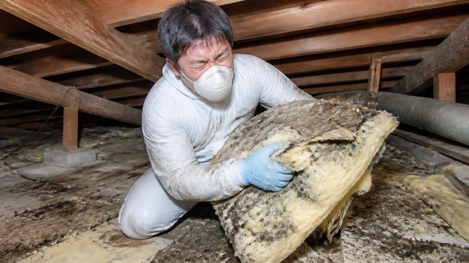 フン尿の臭いは掃除では取れない 住宅の天井裏 作業員1人がマスク越しに顔をしかめて断熱材を運ぶ